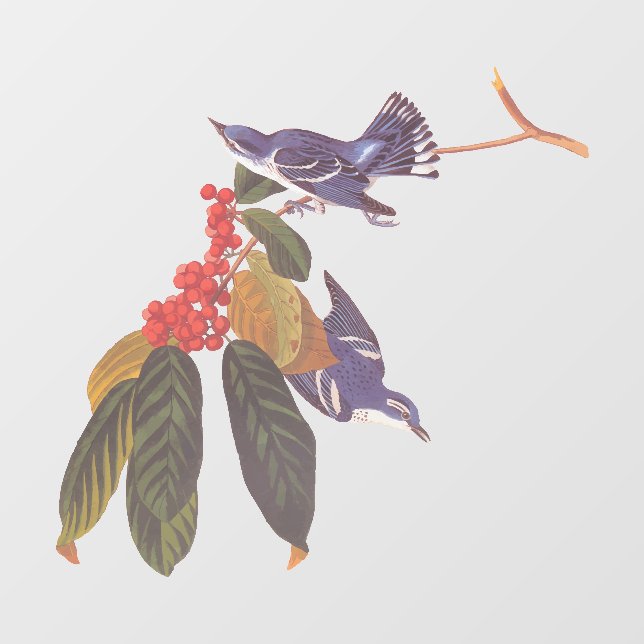 Autocollant Pour Fenêtre Oiseaux de Paruline Céruleenne d'Audubon avec baie (Feuille)
