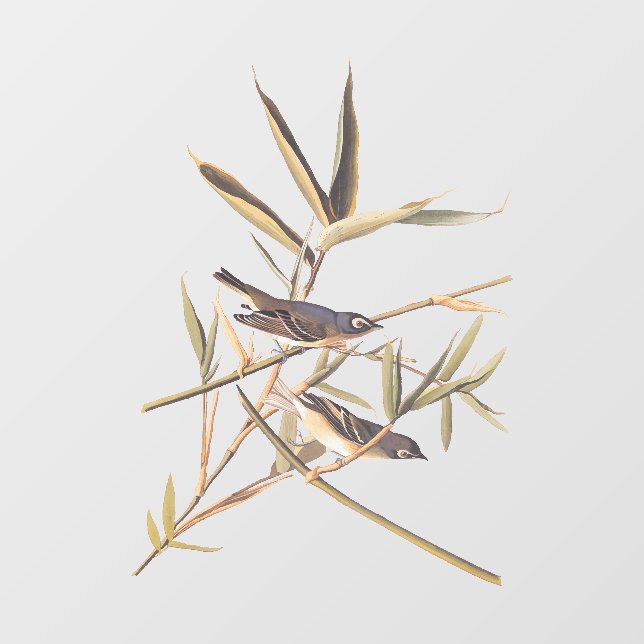 Autocollant Pour Fenêtre Oiseaux volants Vireo solitaire d'Audubon sur la c (Feuille)