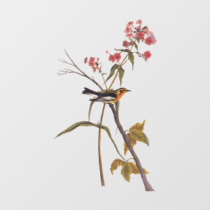 Autocollant Pour Fenêtre Paruline noire Vintage Audubon Songbird Art
