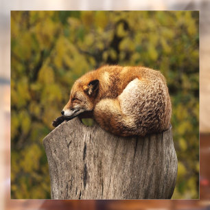 Autocollant Pour Fenêtre Photo de renard dormant