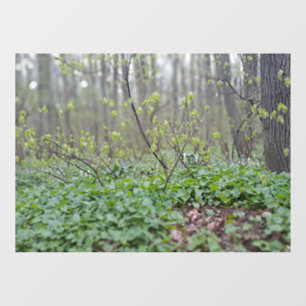 Autocollant Pour Fenêtre Photographie de la nature du sol de la forêt des C