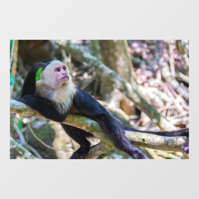 Autocollant Pour Fenêtre Pura vida pour singe capucin à tête blanche (Feuille)