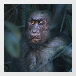 Autocollant Pour Fenêtre Singe dans la jungle
