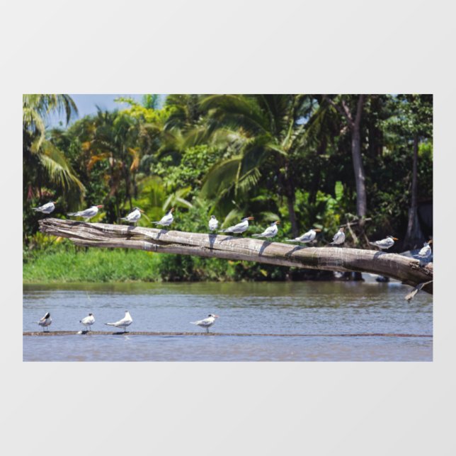 Autocollant Pour Fenêtre sternes royales, estuaire du fleuve Tortuguero - C (Feuille)