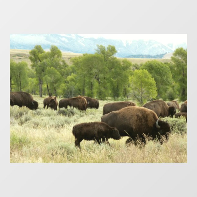 Autocollant Pour Fenêtre Wyoming Bison Nature Animal Photographie (Feuille)