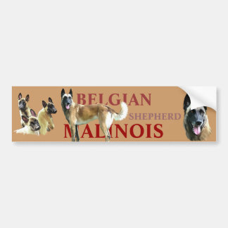 autocollant pour voiture belgian shepherd malinois