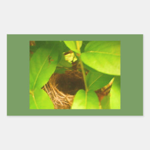 Autocollant rectangulaire de nid de colibri