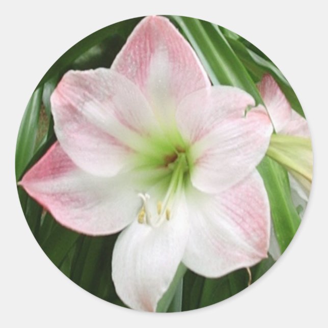 Autocollant romantique Apple Blossom Amaryllis (Devant)