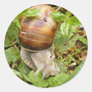 Autocollant rond avec escargot