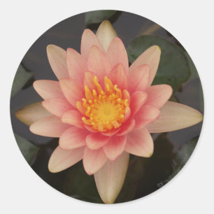 Autocollant rose du nénuphar v1