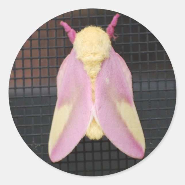 Autocollant Rosy Maple Moth (Devant)