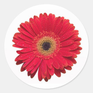 Autocollant rouge de Gerbera