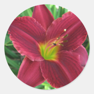 Autocollant rouge rouge de Daylily