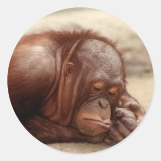 Autocollant Sleepy Monkey