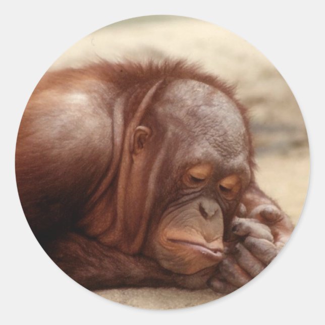 Autocollant Sleepy Monkey (Devant)