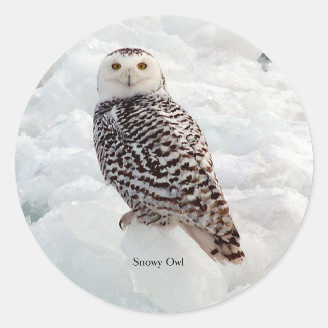 Autocollant Snowy Owl (Devant)