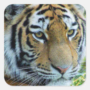 Autocollant Tigre de Sibérie, Tigre de l'Amour