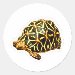 Autocollant Tortue étoilée indienne majestueuse -