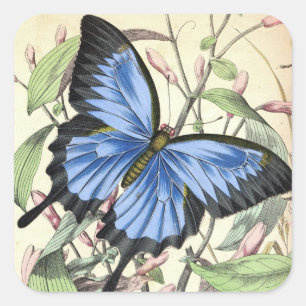 Autocollant vintage d'art de beau papillon bleu