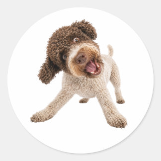 Autocollant vinyle de chien bouclé Lagotto Romagno