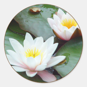 Autocollant Water Lilly