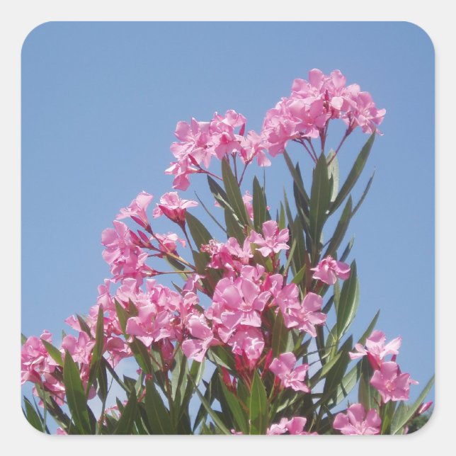 Autocollants à fleurs d'Oleander (Devant)