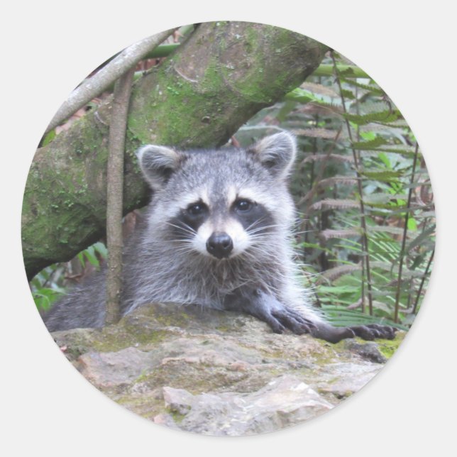 Autocollants adorables Baby Raccoon (Devant)