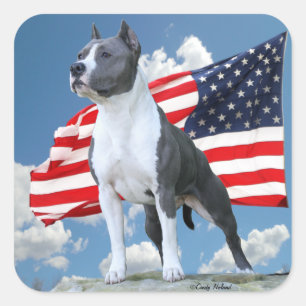 Autocollants American Staffordshire Terrier (Pit B