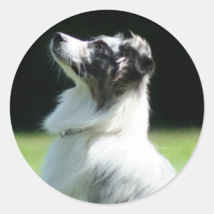 Autocollants Australian Shepherd