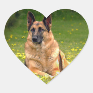 Autocollants bergers allemands