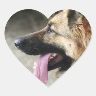 Autocollants bergers allemands