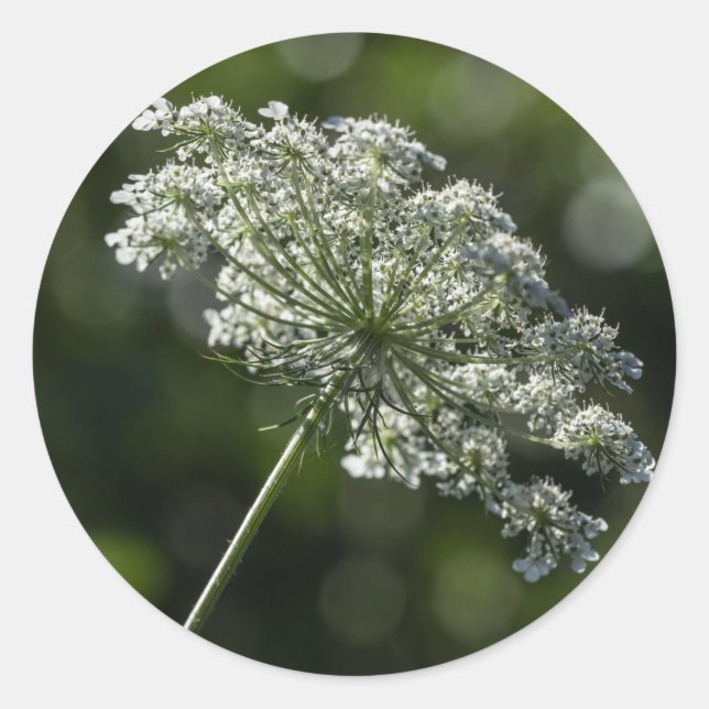 Autocollants blancs de fleur sauvage de dentelle (Devant)