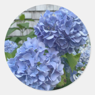 Autocollants Blue Hydrangeas (Hydrangea macrophyll