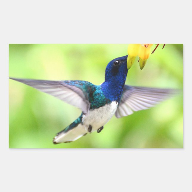 Autocollants colibris (Devant)