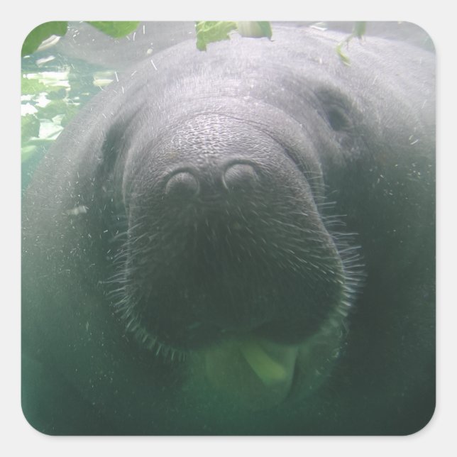 Autocollants de carré Manatee négligé (Devant)