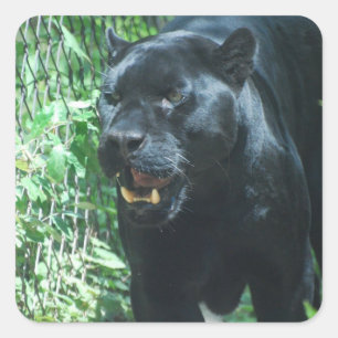 Autocollants de chat de panthère noire
