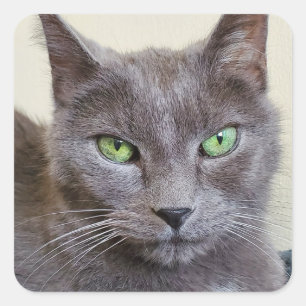 Autocollants de chat gris