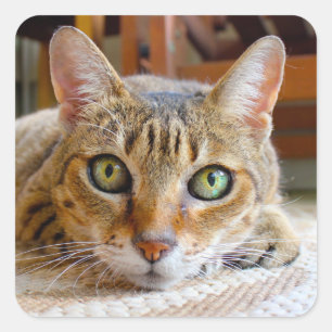 Autocollants de chats mignons