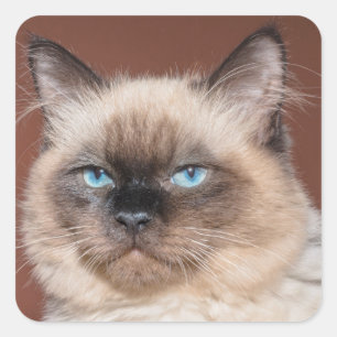 Autocollants de chats siamois