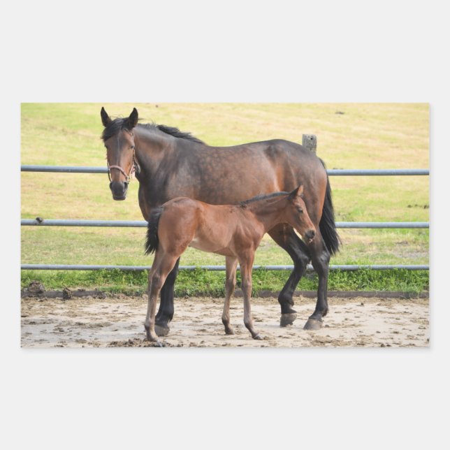Autocollants de cheval (Devant)