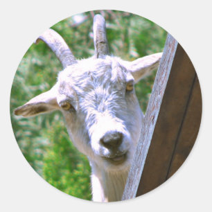 Autocollants de chèvre souriant