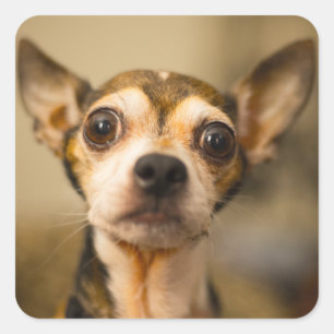 Autocollants de chien mignon 10