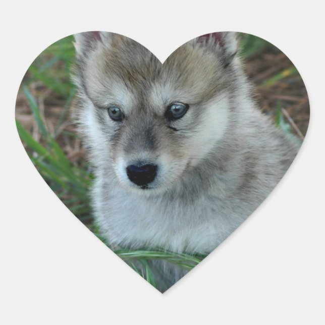 Autocollants de chiot de loup (Devant)