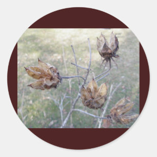 Autocollants de cosses de graine de ketmie