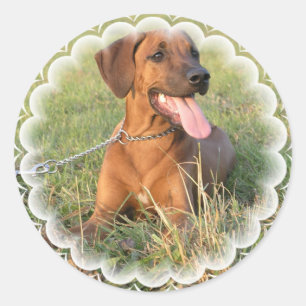 Autocollants de délivrance de Rhodesian Ridgeback