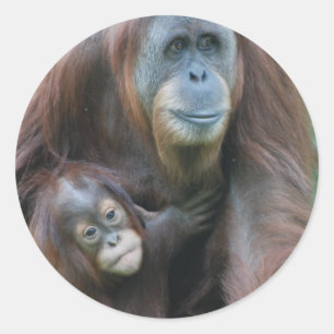 Autocollants de famille d'orang-outan