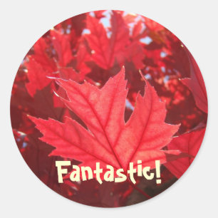 Autocollants de feuille d'automne rouge Fantastiqu