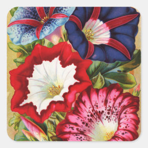 Autocollants de gloires de matin