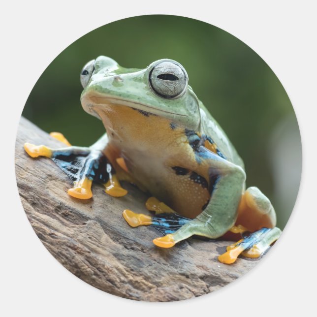 Autocollants de grenouille (Devant)