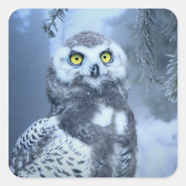 autocollants de hibou des neiges (Devant)